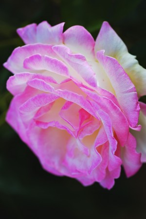 Rose Pink White